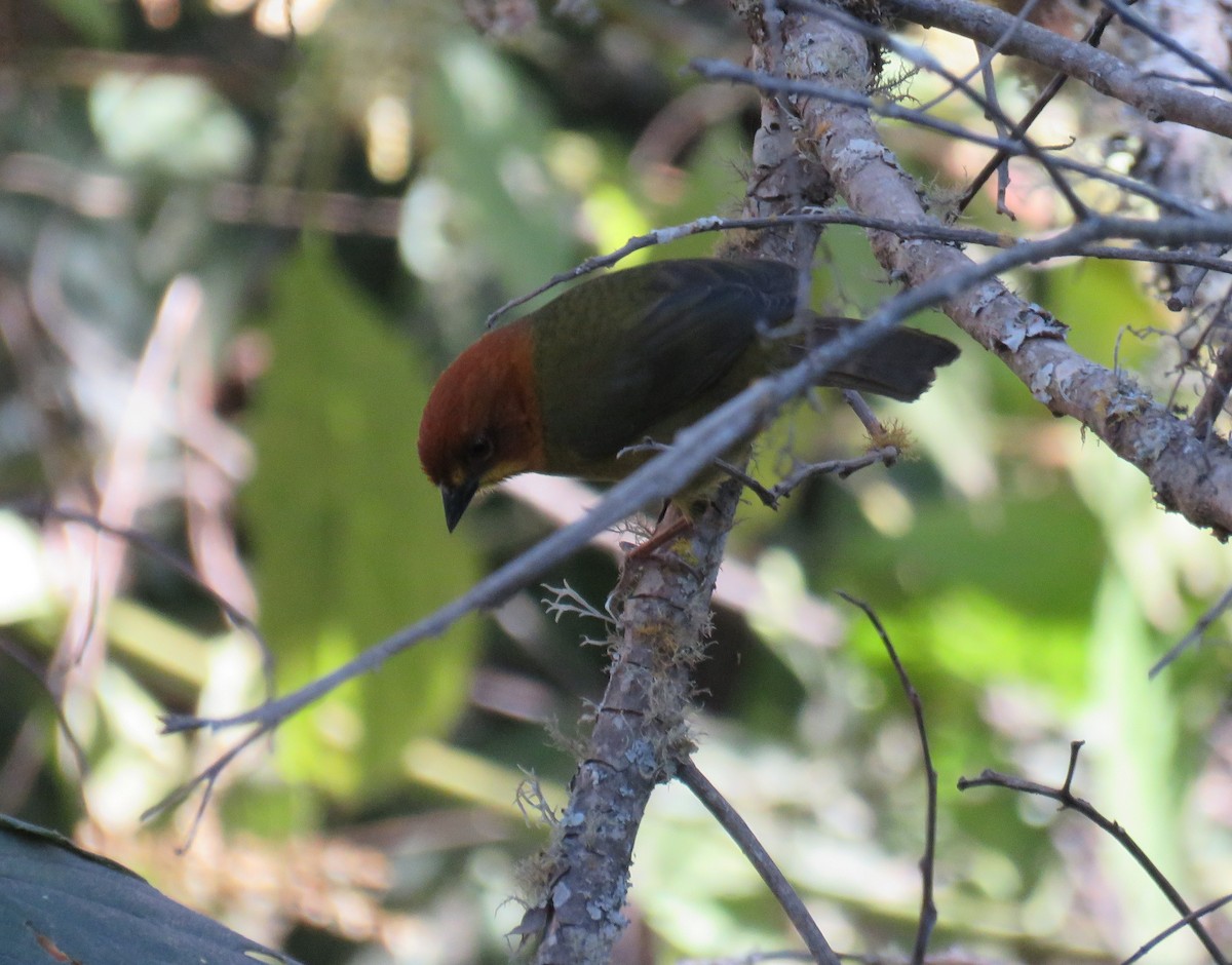 Fulvous-headed Brushfinch - ML629611981