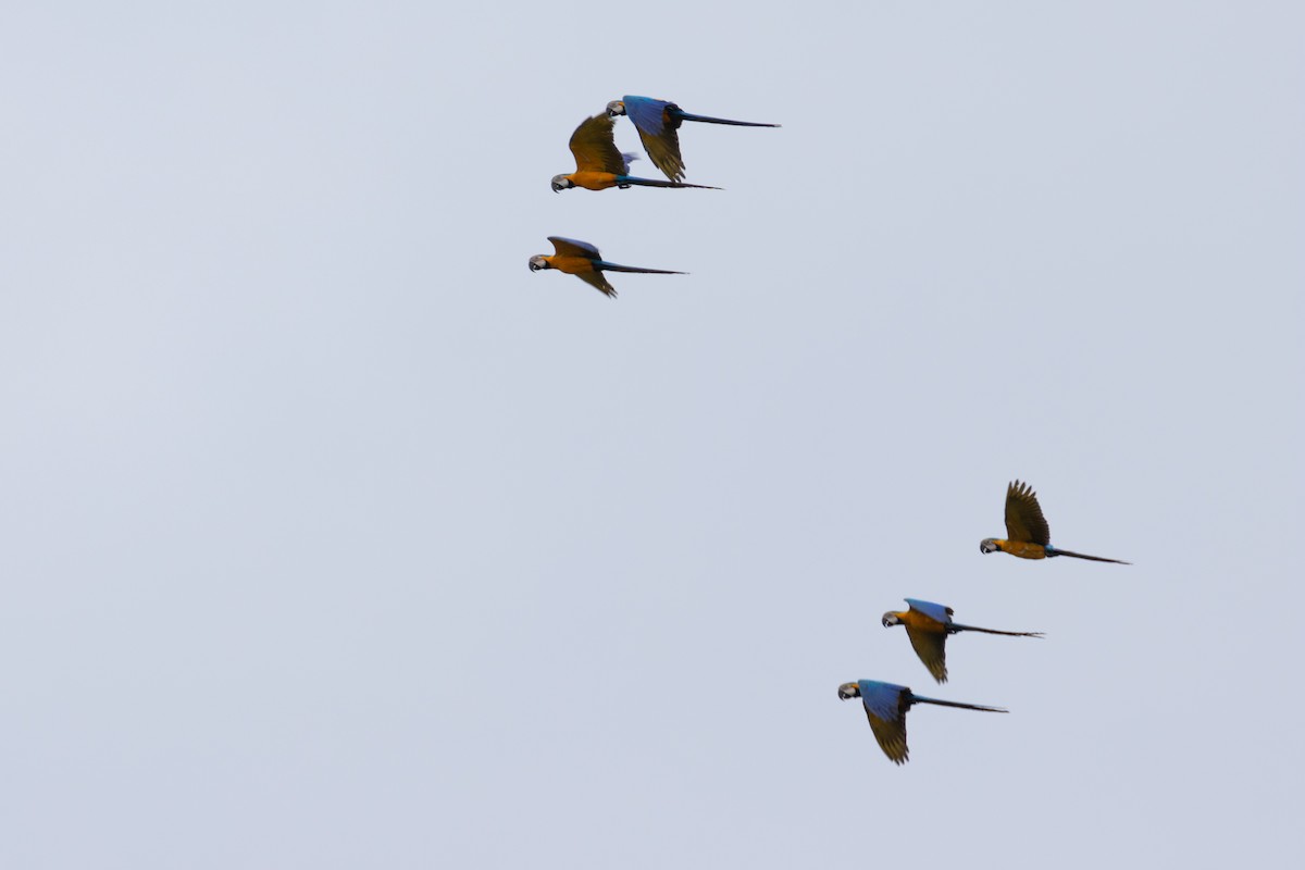 Blue-and-yellow Macaw - ML629612084