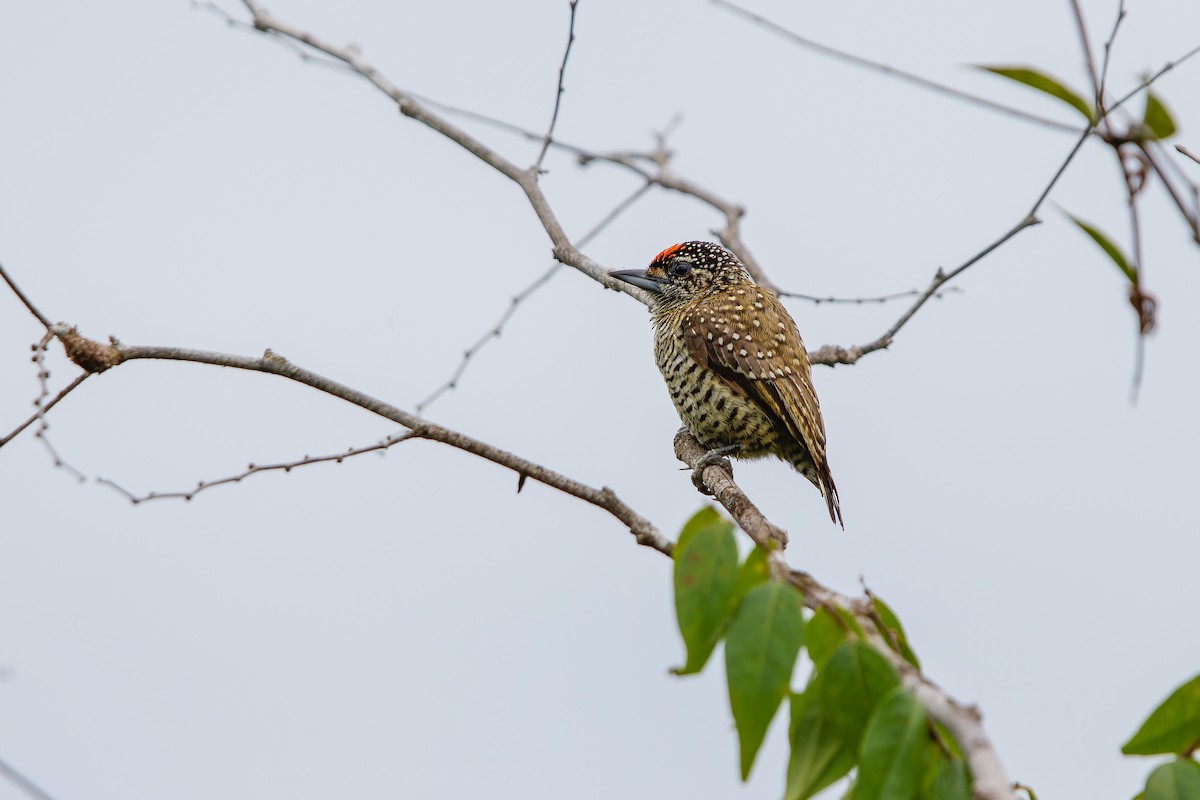 Golden-spangled Piculet (Buffon's) - ML629612108