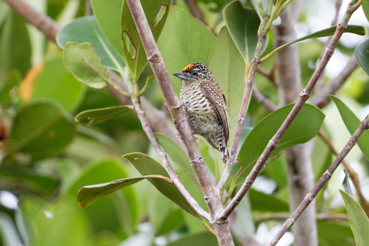 Golden-spangled Piculet (Buffon's) - ML629612109