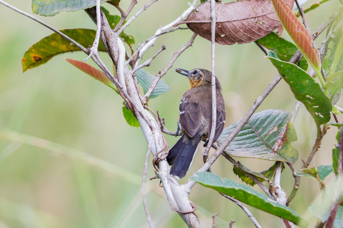 Southern White-fringed Antwren - ML629612117