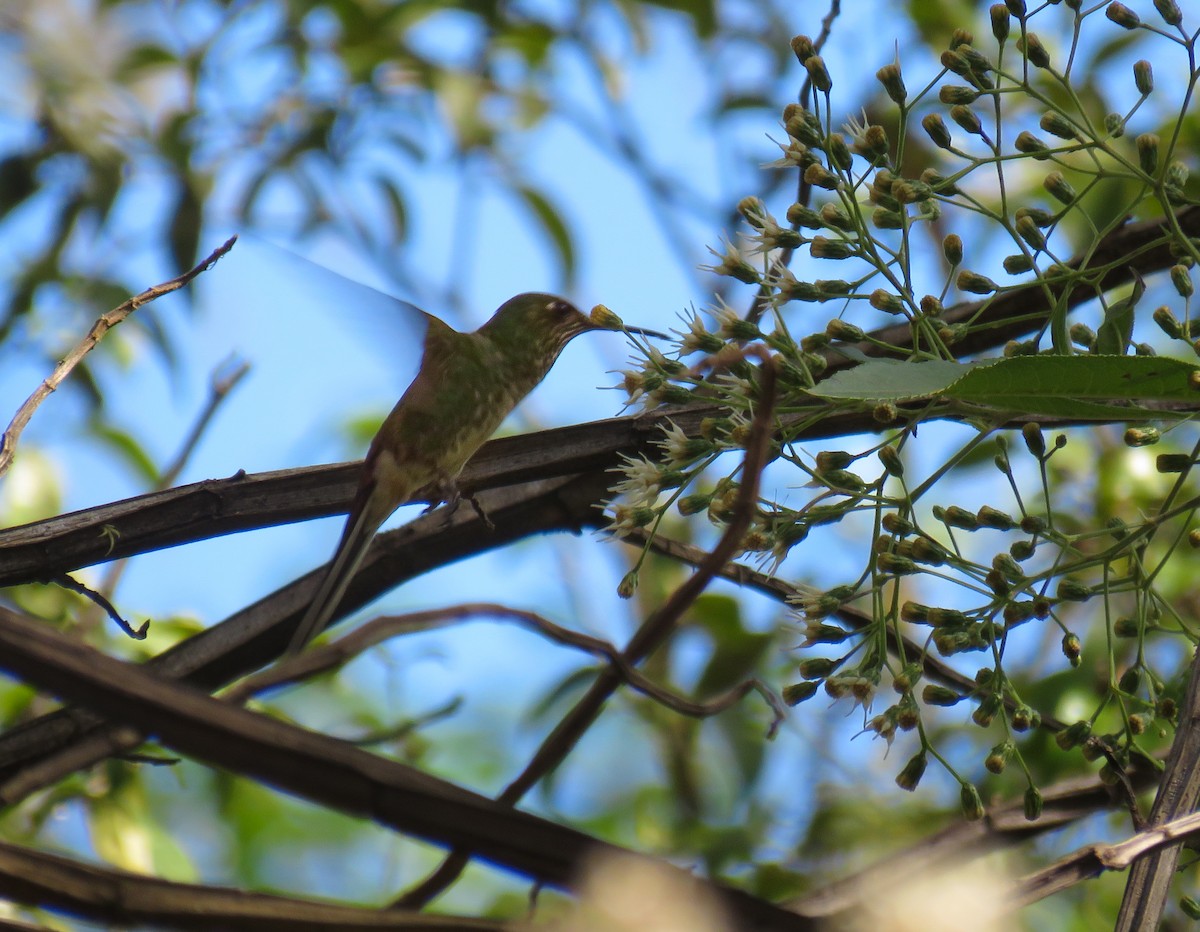 Red-tailed Comet - ML629612341