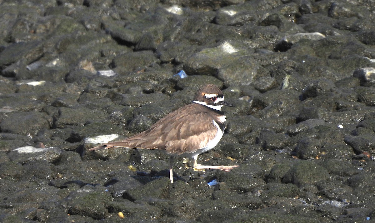 Killdeer - ML629612531