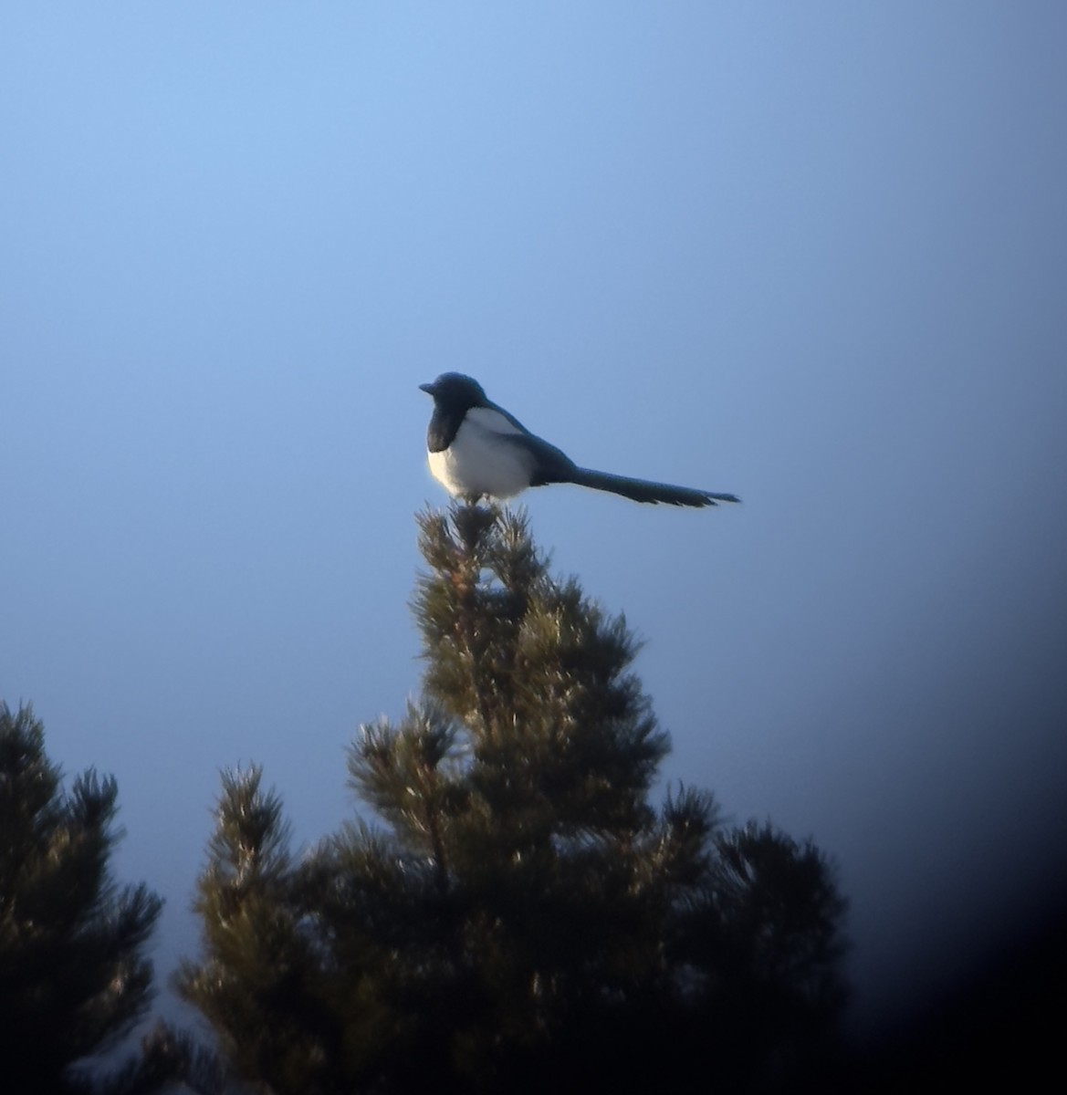 Black-billed Magpie - ML629612551