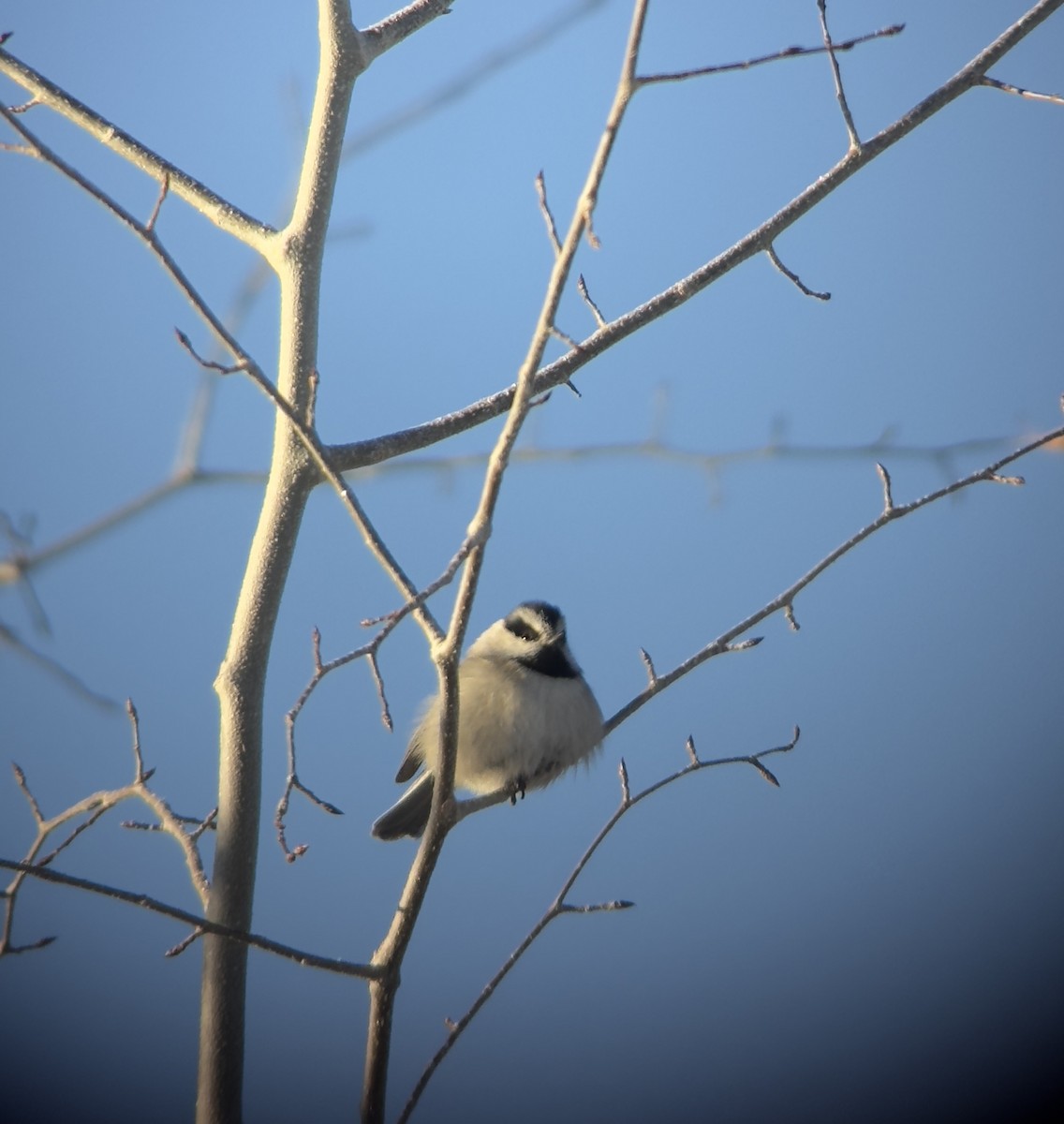 Mountain Chickadee - ML629612565