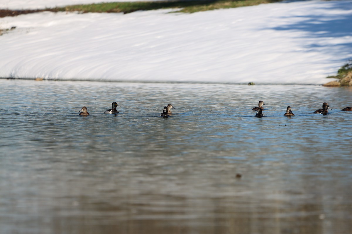 Ring-necked Duck - ML629612641