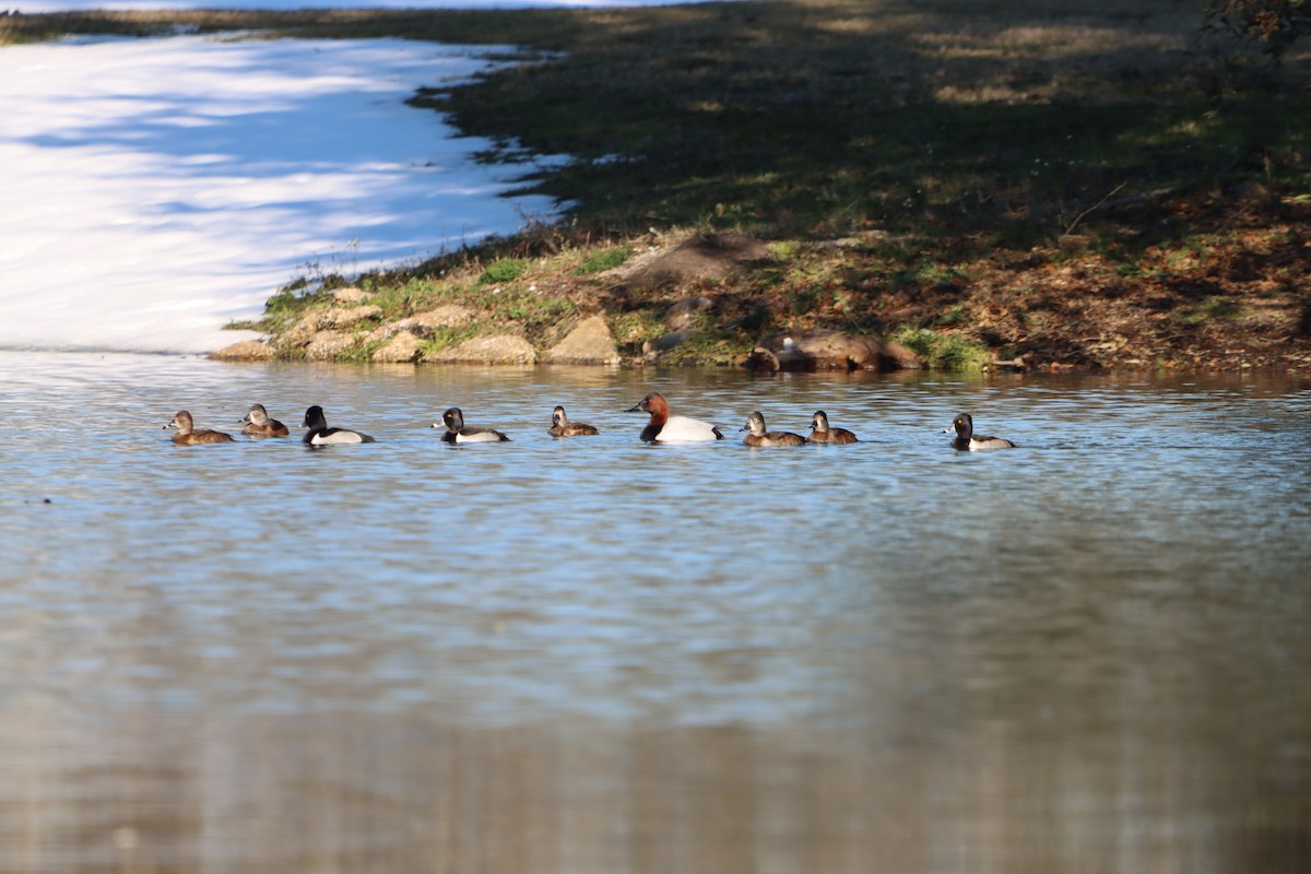 Ring-necked Duck - ML629612646