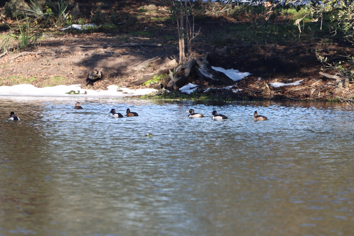 Ring-necked Duck - ML629612648
