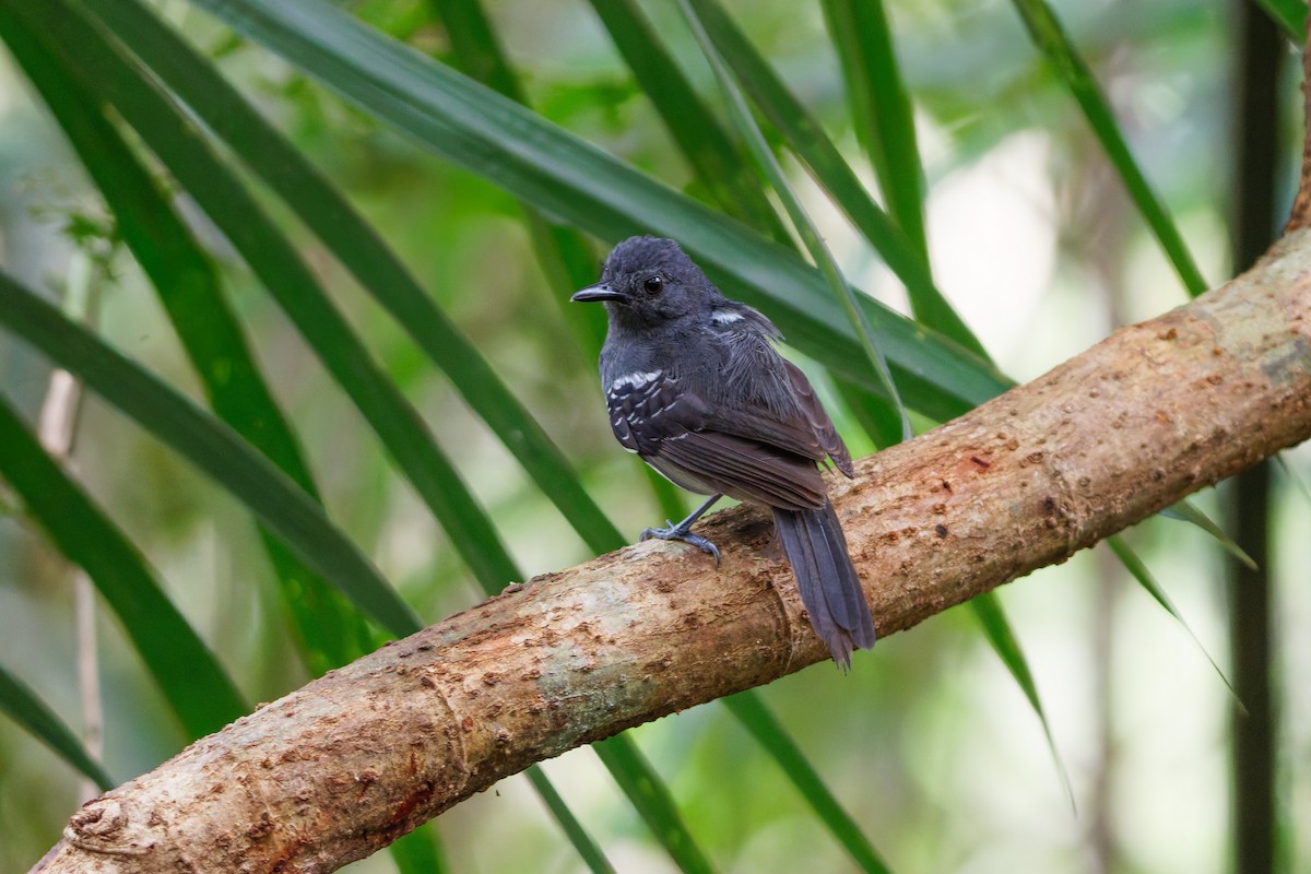 Willis's Antbird - ML629612911