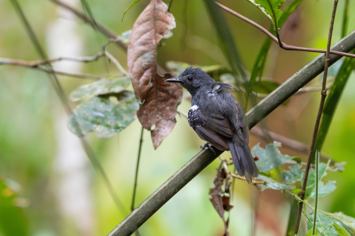 Willis's Antbird - ML629612912