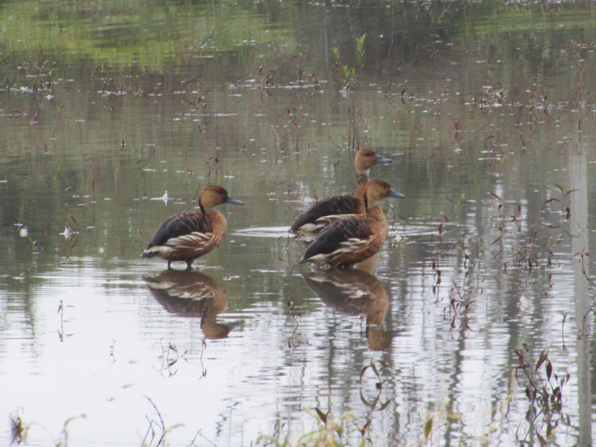 Fulvous Whistling-Duck - ML629612980