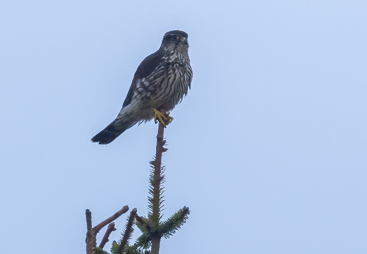 Хайргууна шонхор - ML629613138