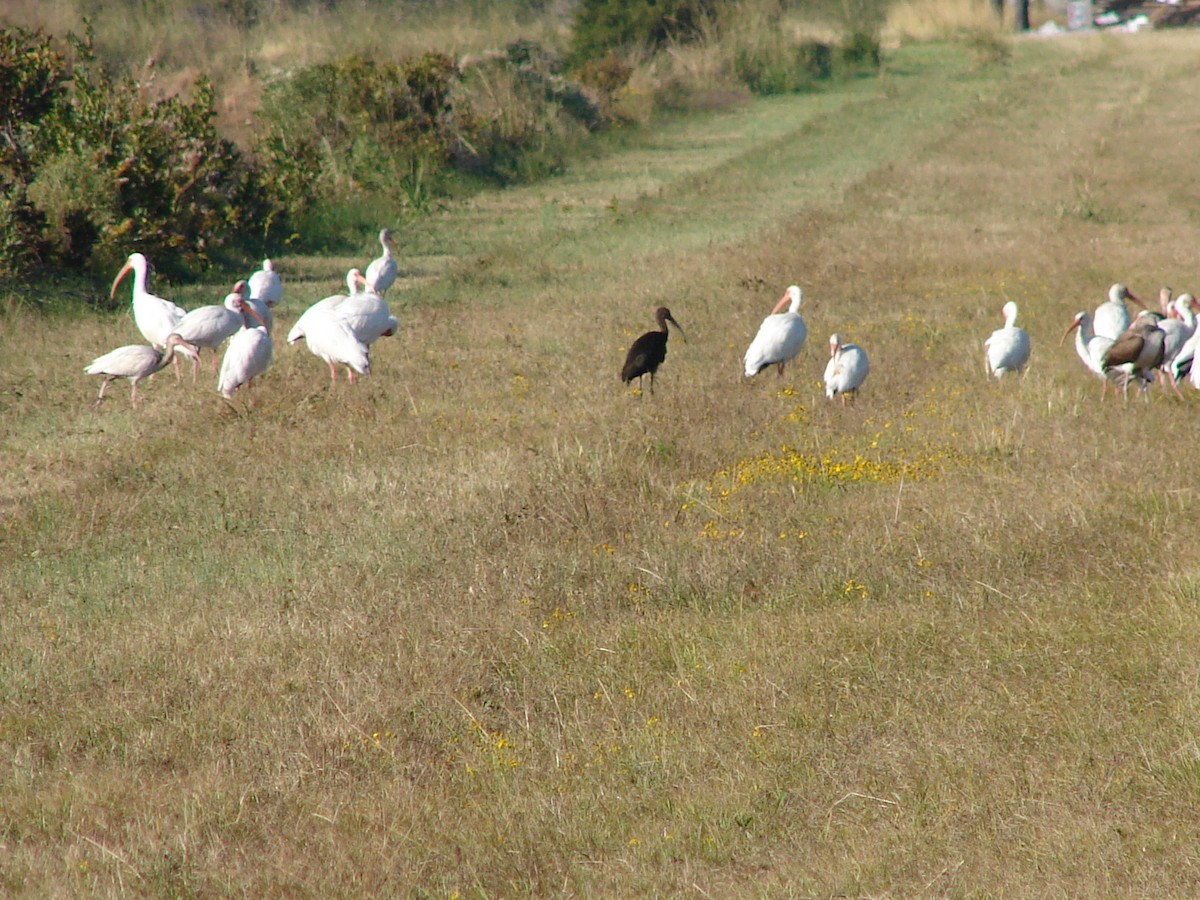 Glossy Ibis - ML62961331