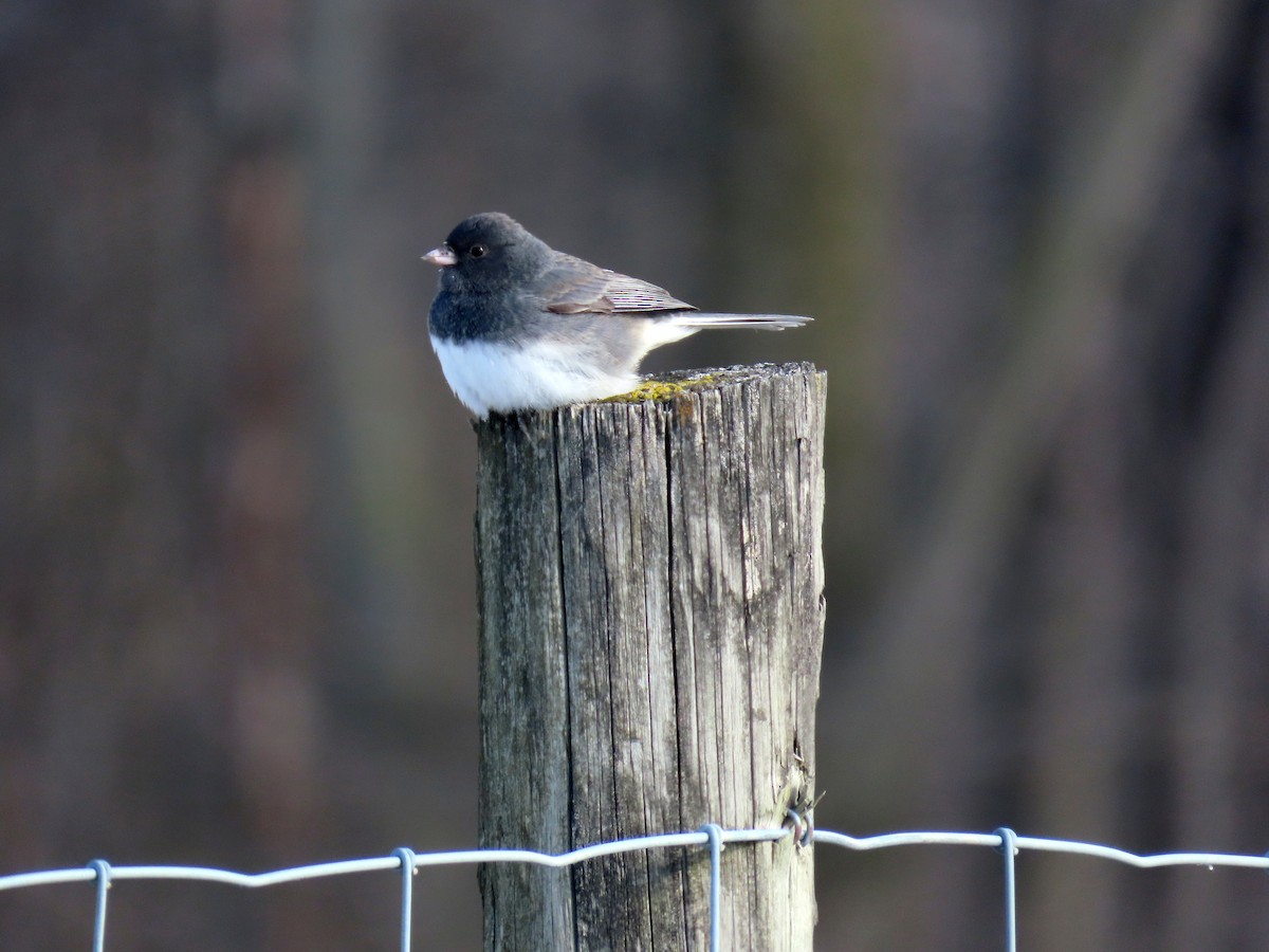Junco ardoisé (hyemalis/carolinensis/cismontanus) - ML629613458