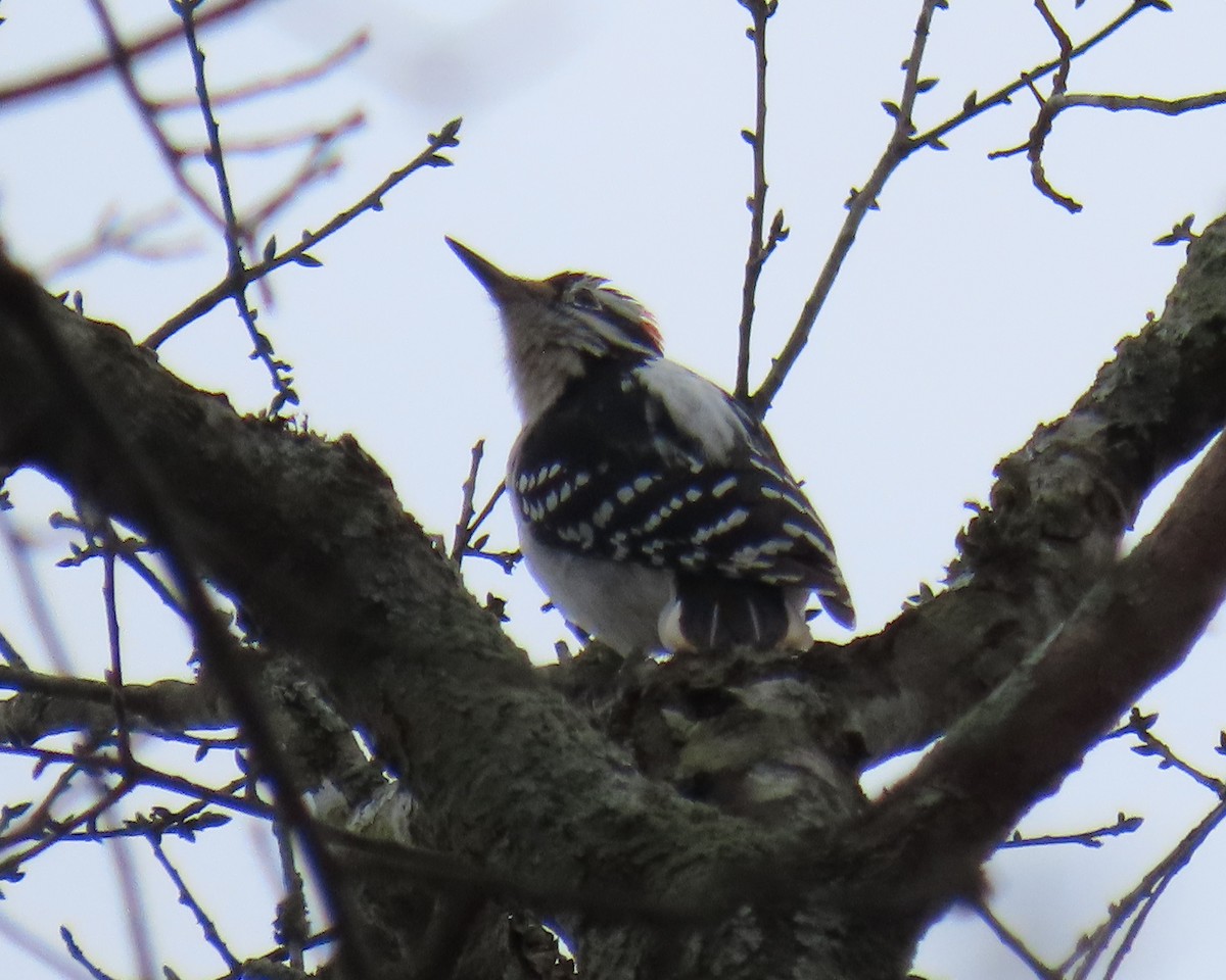 Hairy Woodpecker - ML629613724