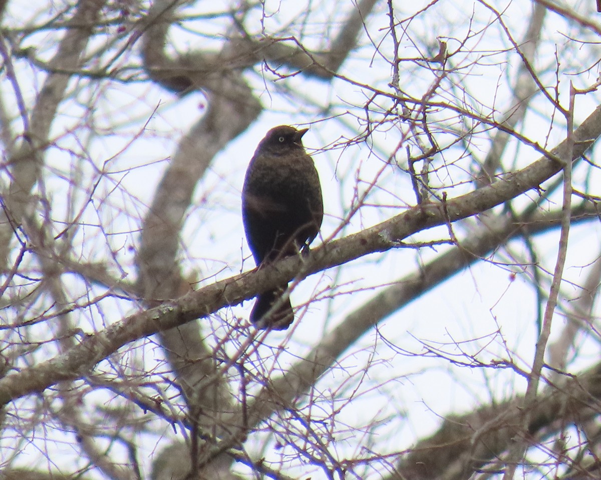 Rusty Blackbird - ML629613762