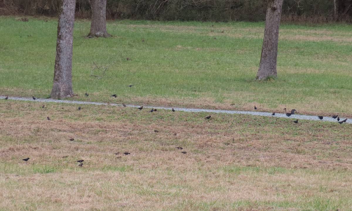 Rusty Blackbird - ML629613763