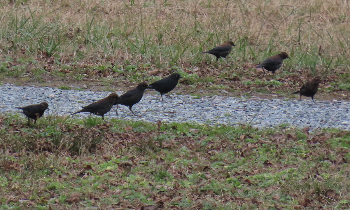 Rusty Blackbird - ML629613764