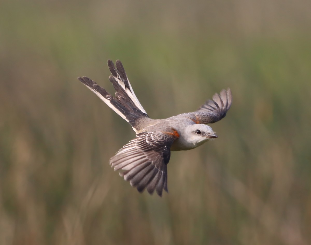 Scissor-tailed Flycatcher - ML629613844
