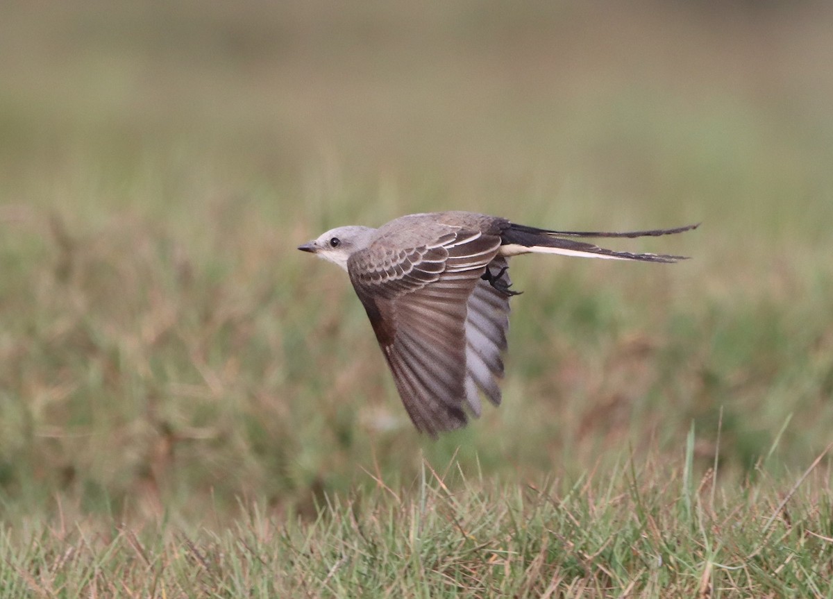 Scissor-tailed Flycatcher - ML629613845