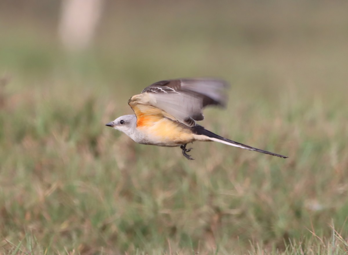 Scissor-tailed Flycatcher - ML629613846