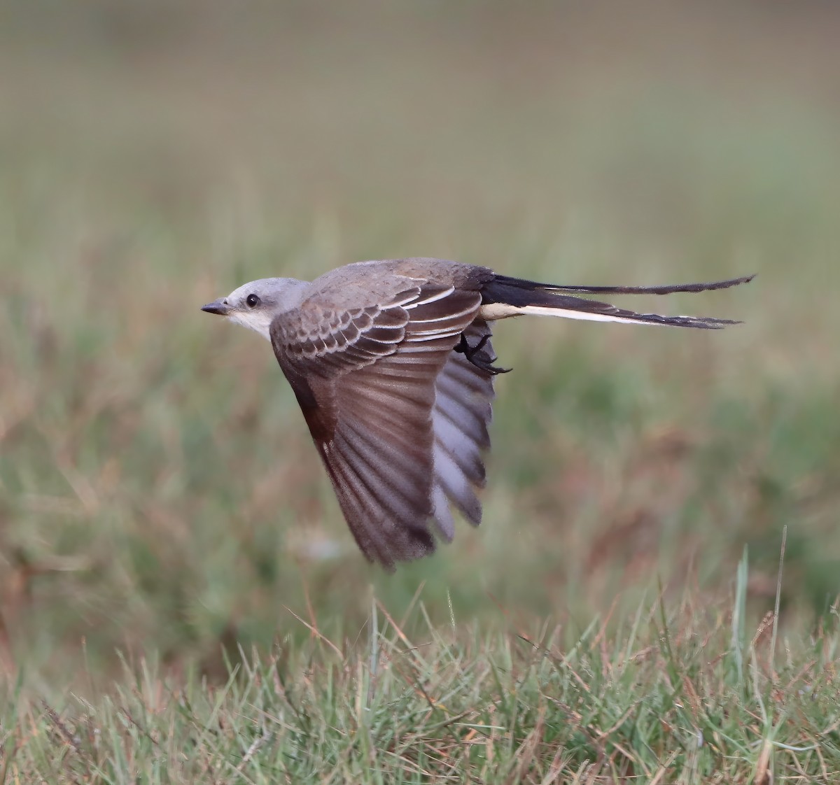 Scissor-tailed Flycatcher - ML629613847