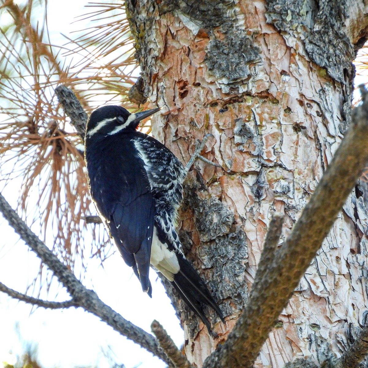 Williamson's Sapsucker - ML629613862