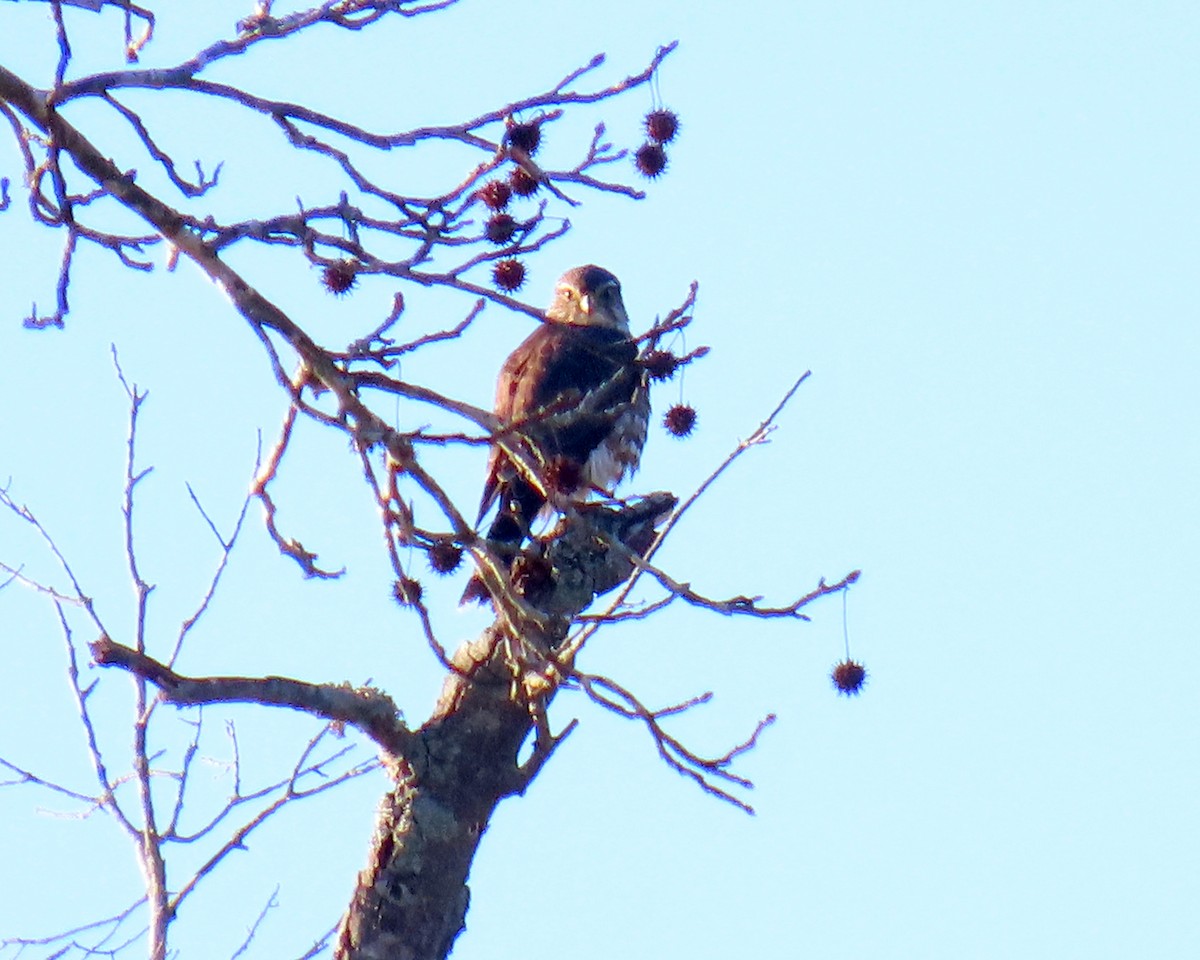 Merlin - ML629613902