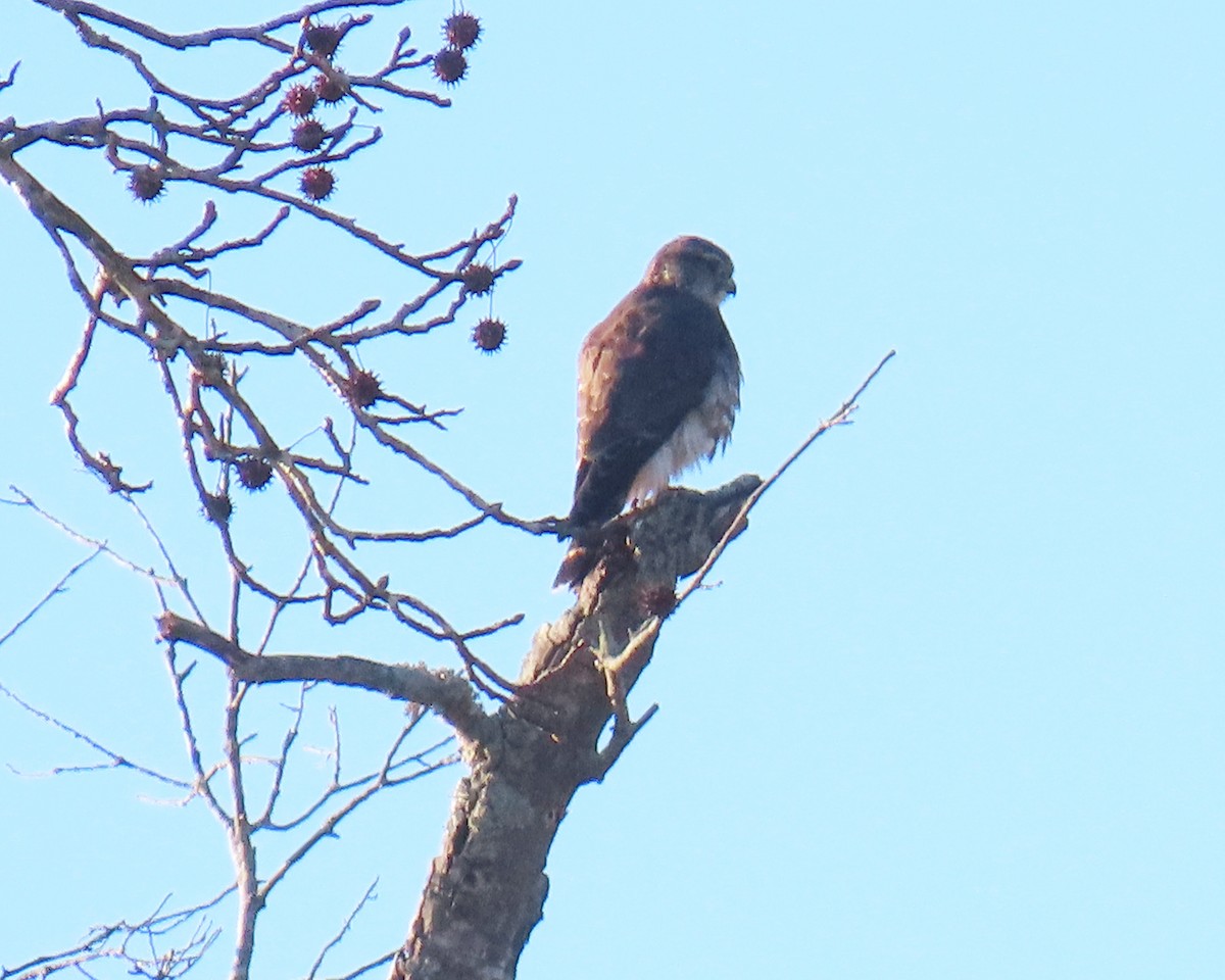 Merlin - ML629613903