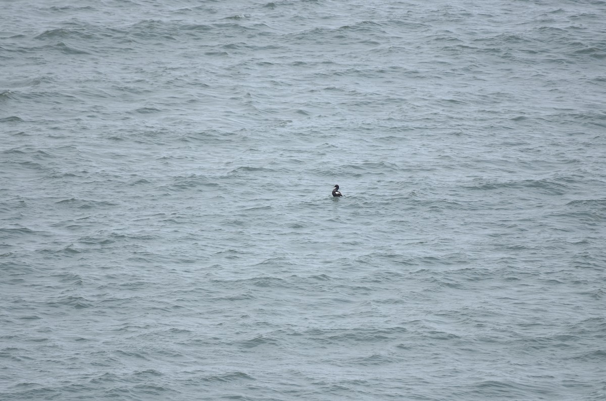 Common Eider - ML629613992