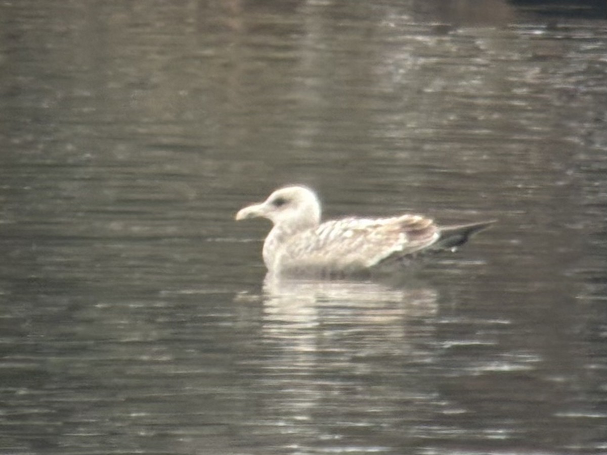 American Herring Gull - ML629614293