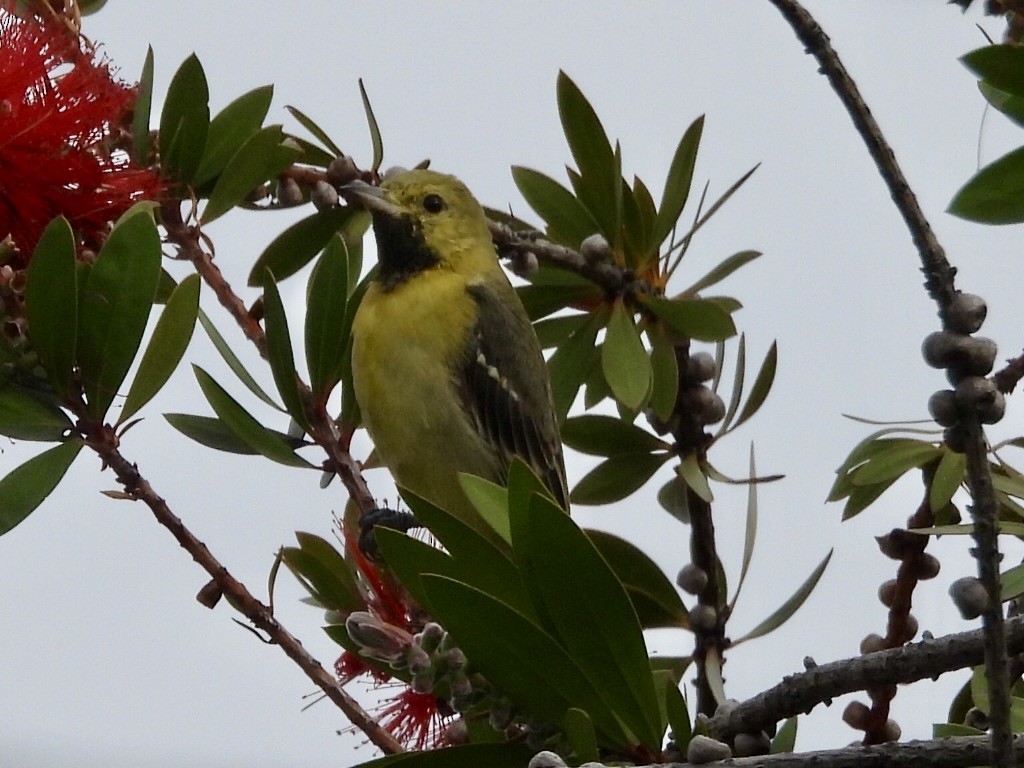 Orchard Oriole - ML629614490