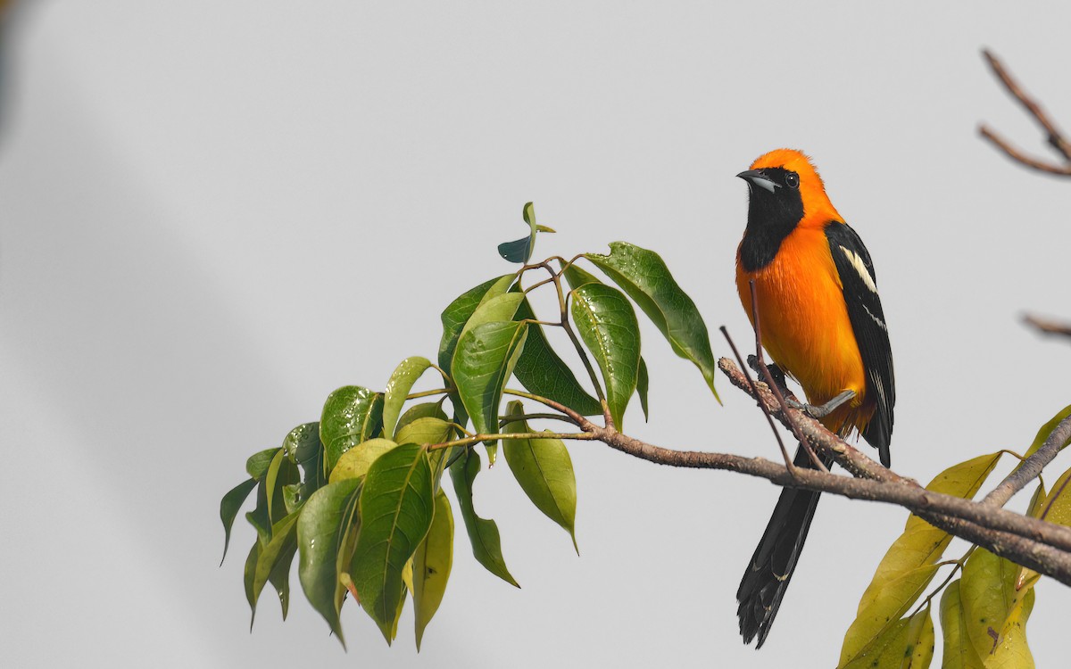 Hooded Oriole (igneus) - ML629614655