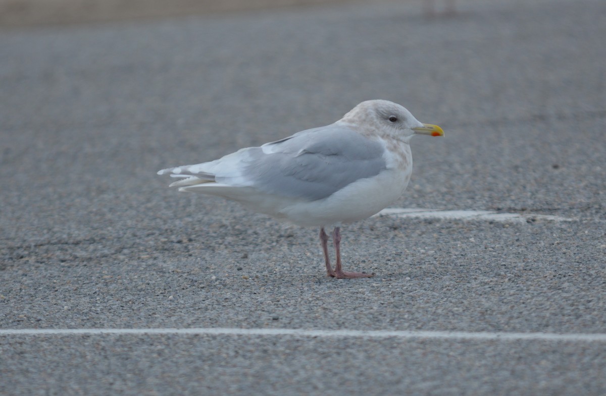 Iceland Gull - ML629614794