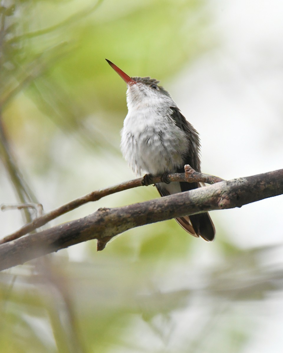 White-bellied Emerald - ML629614879