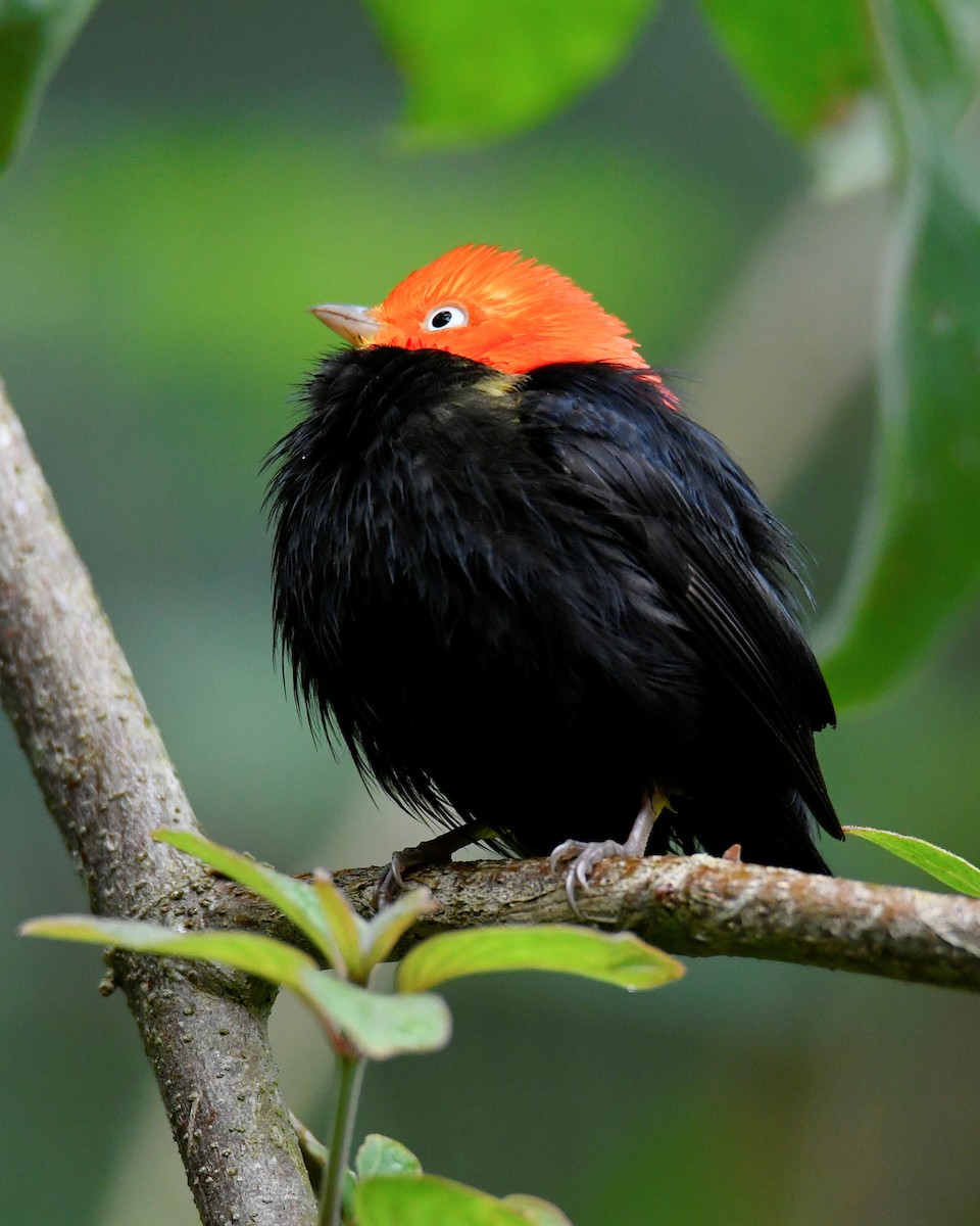 Red-capped Manakin - ML629614883