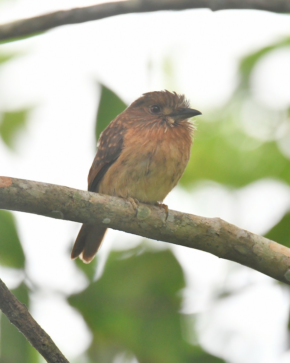 White-whiskered Puffbird - ML629614896