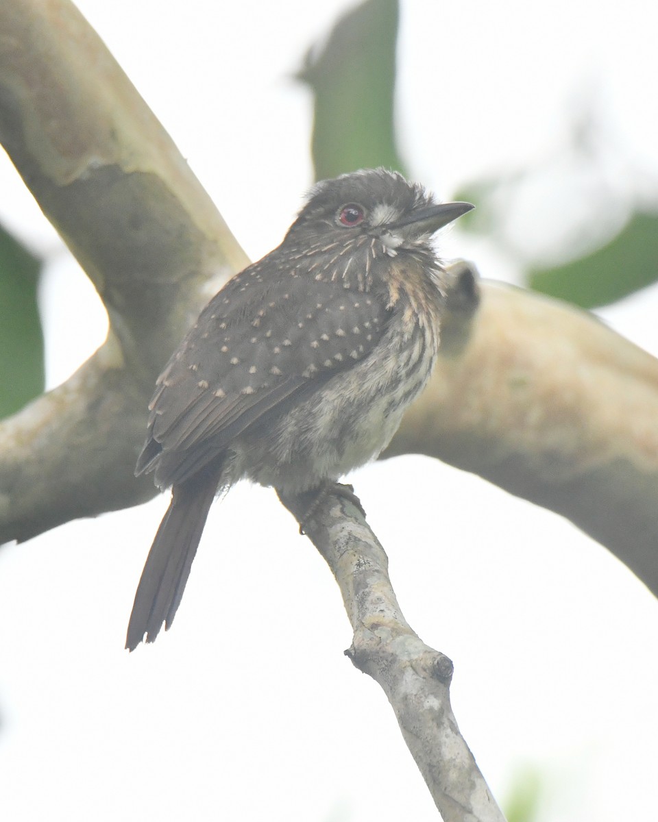White-whiskered Puffbird - ML629614897