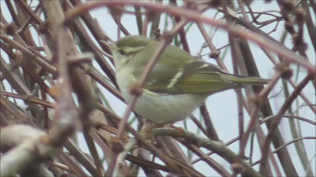 Yellow-browed Warbler - ML629615163