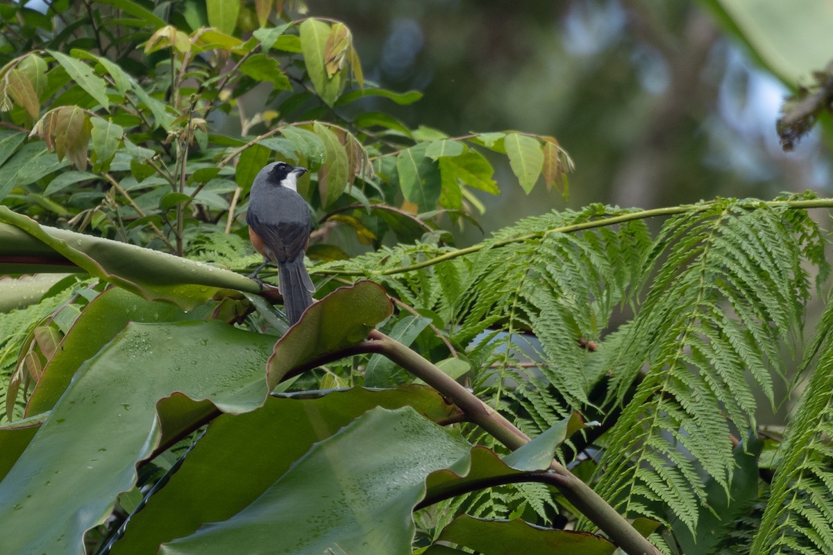 Mountain Shrike - ML629615289