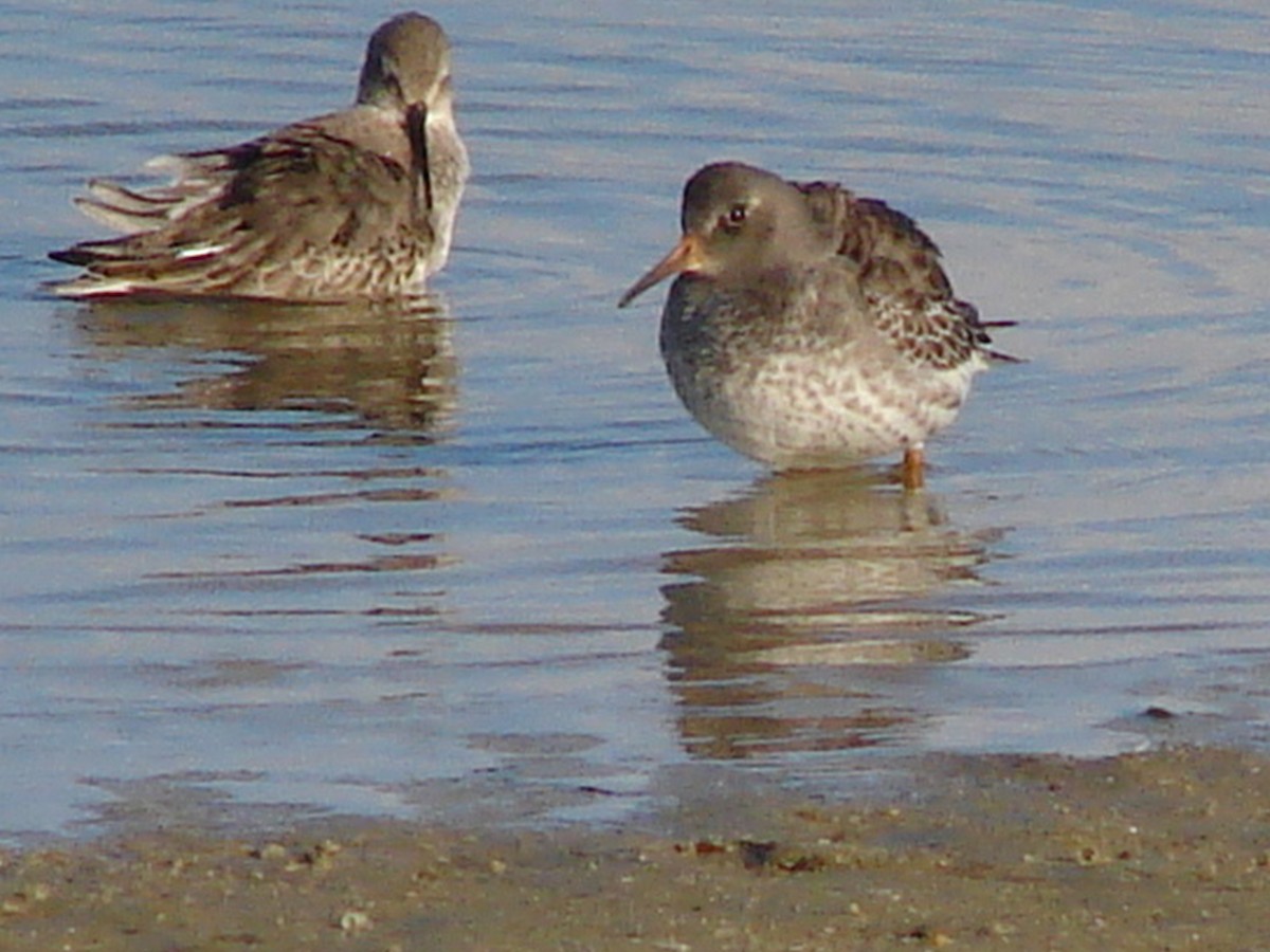 Purple Sandpiper - ML62961581
