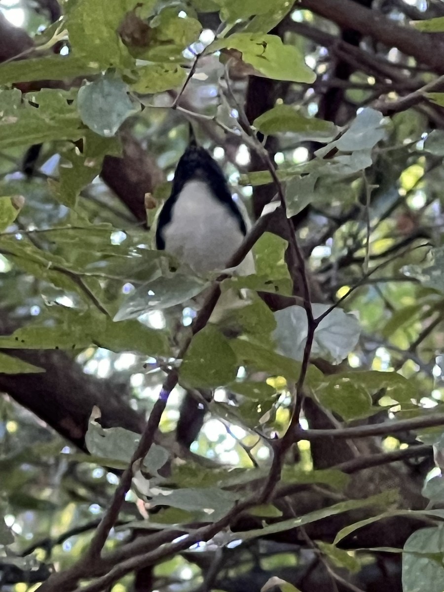 Black-throated Blue Warbler - ML629615963