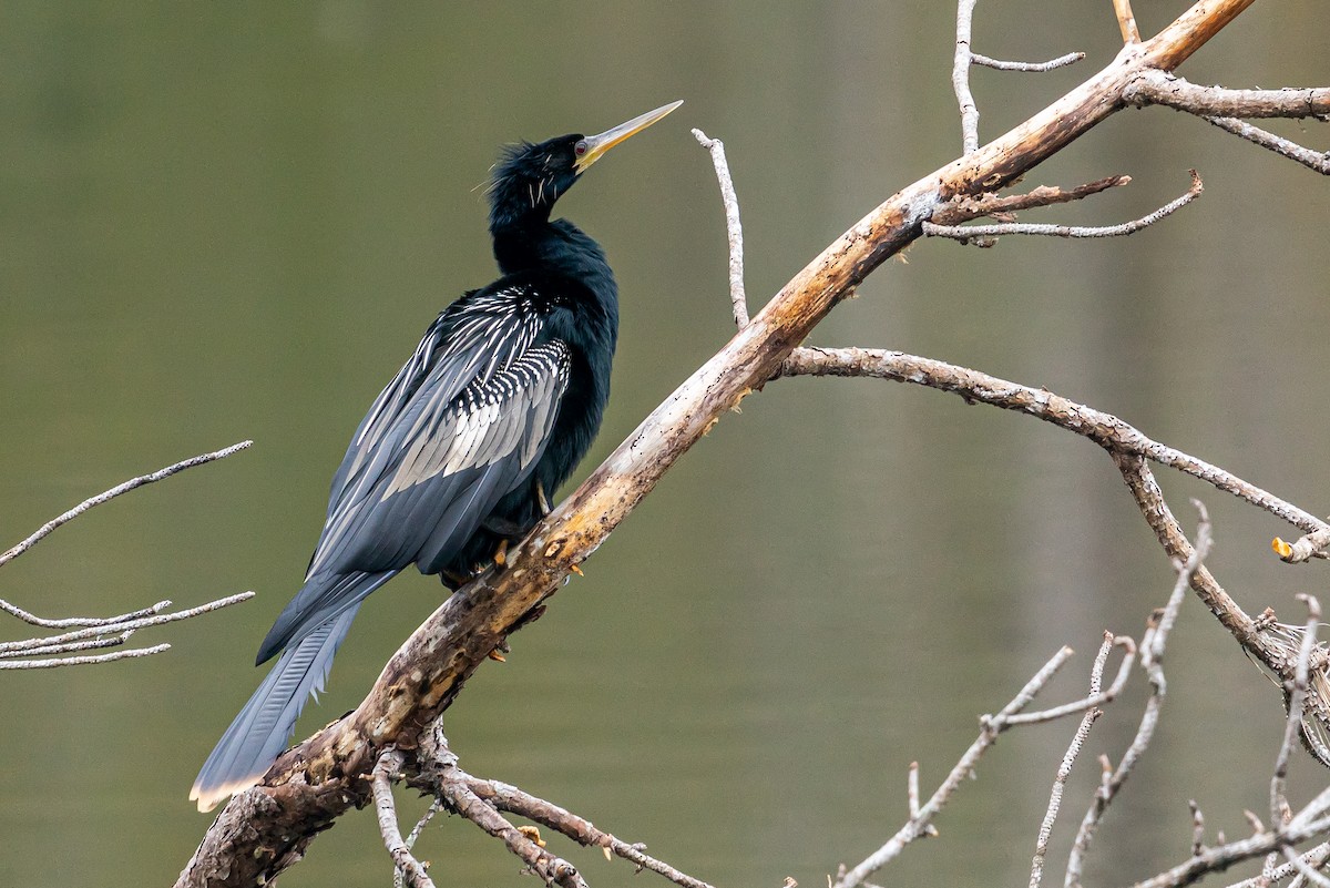 Anhinga - ML629616008