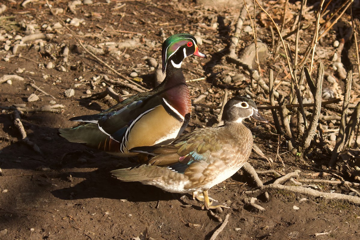 Wood Duck - ML629616257