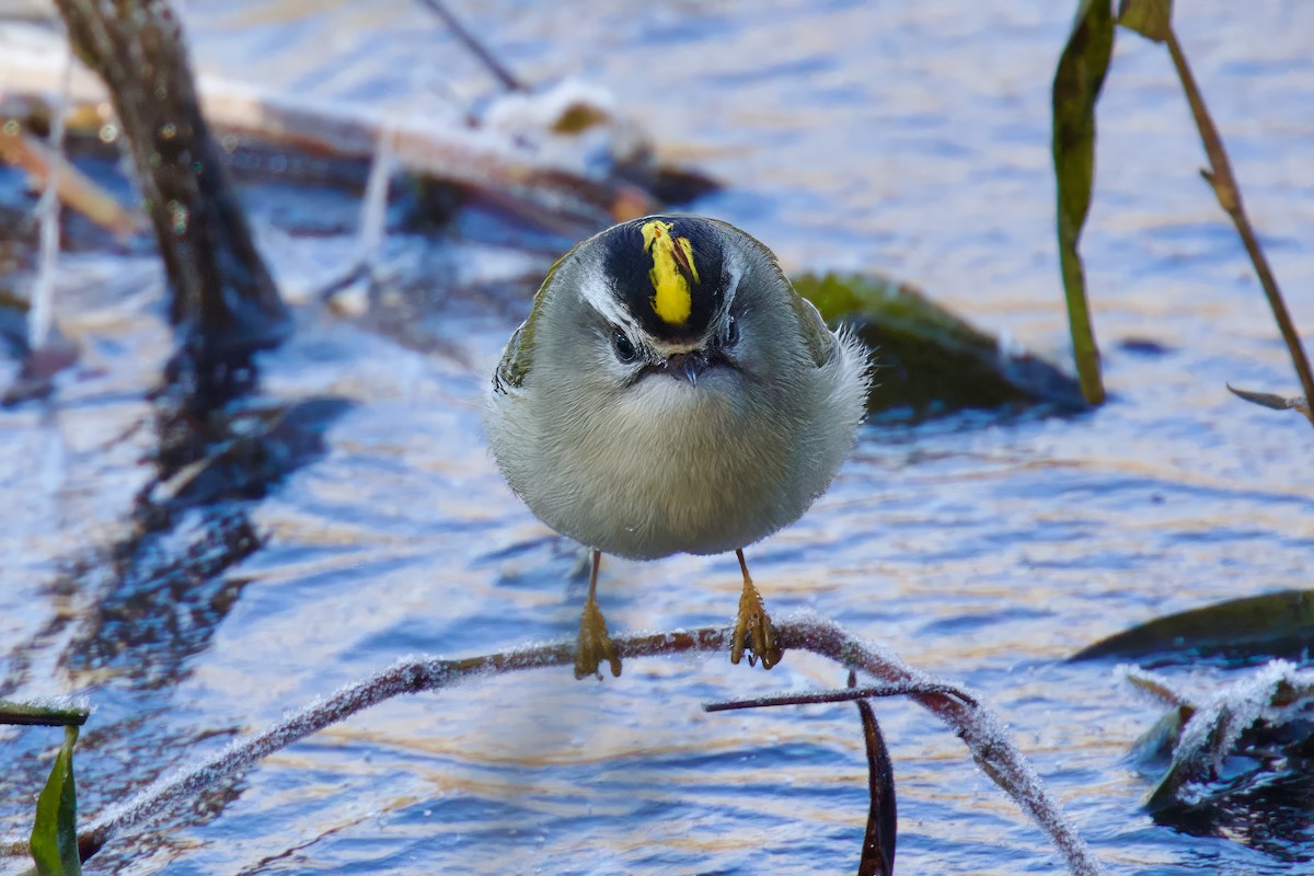 Golden-crowned Kinglet - ML629616445