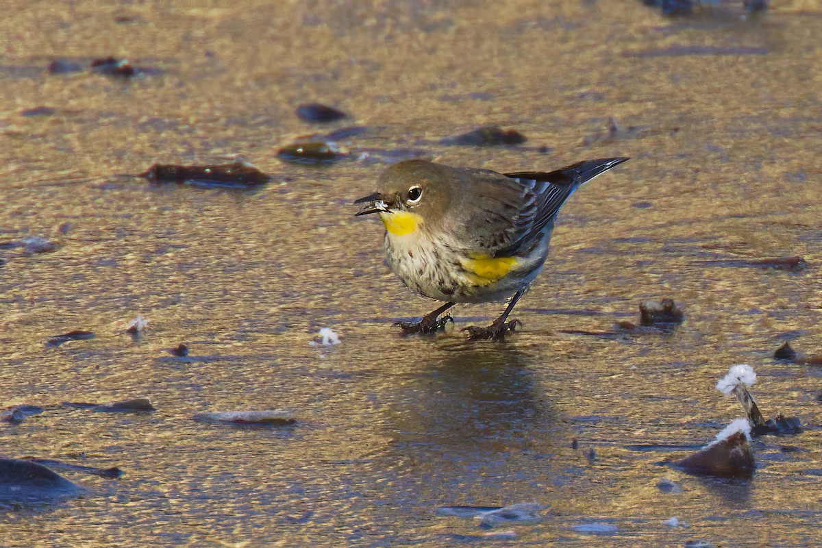 Yellow-rumped Warbler - ML629616475