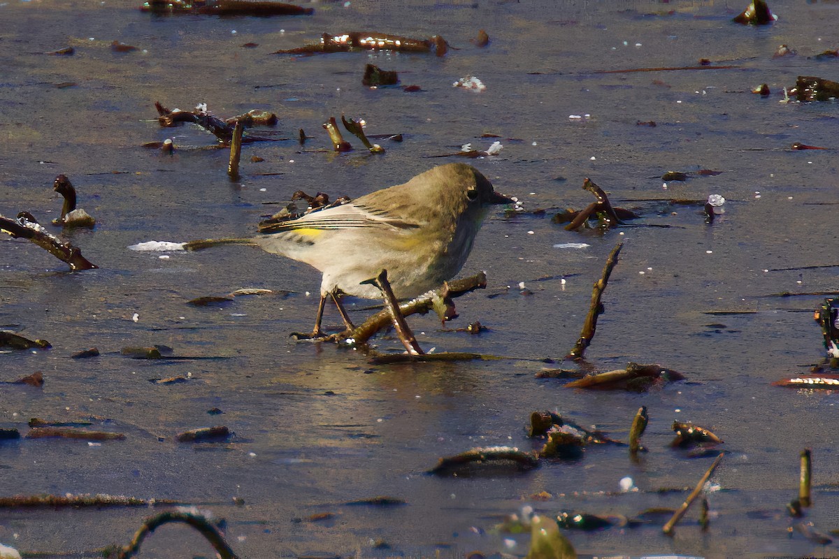 Yellow-rumped Warbler - ML629616476