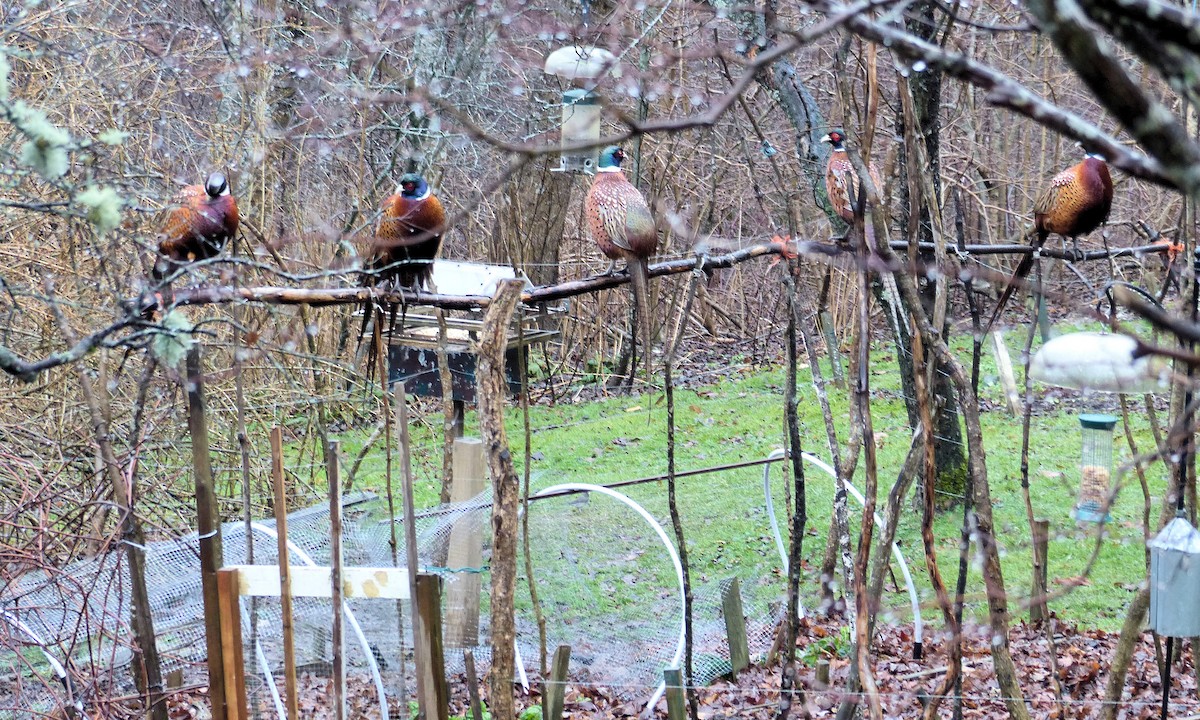 Ring-necked Pheasant - ML629616516
