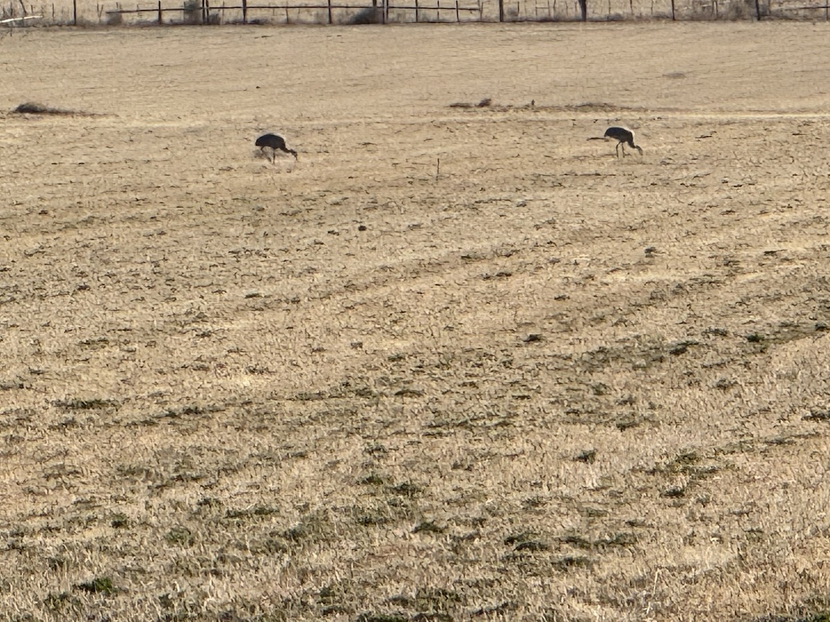 Sandhill Crane - ML629616583