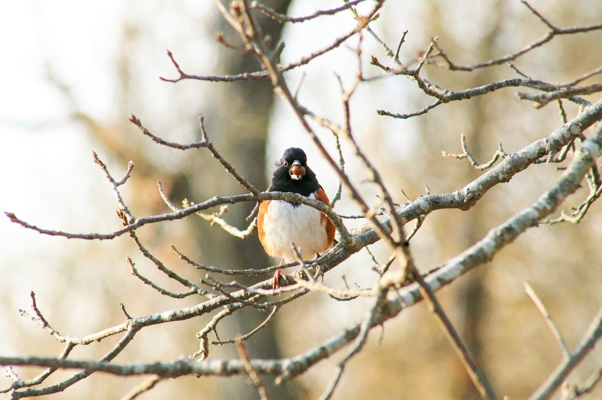 Eastern Towhee - ML629616589